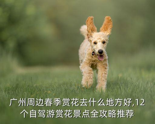 广州周边春季赏花去什么地方好,12个自驾游赏花景点全攻略推荐