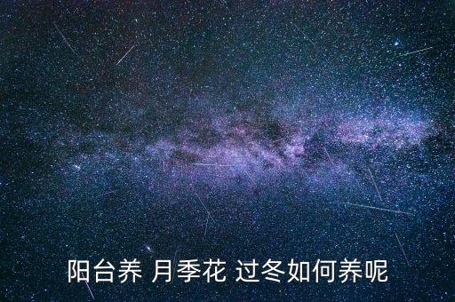 阳台养 月季花 过冬如何养呢