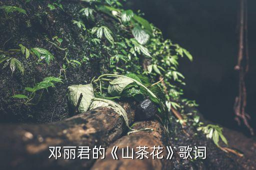 带你一起上山采茶,去云南我带你一起上山采茶