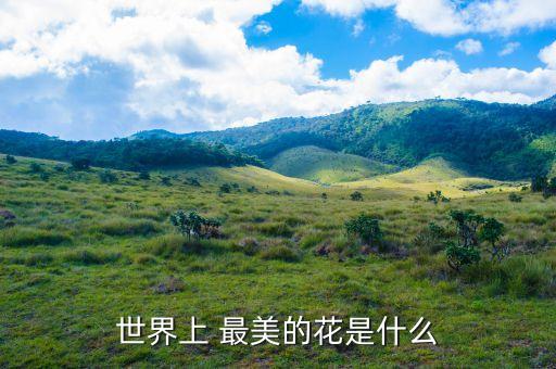世界上 最美的花是什么