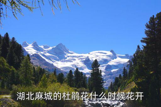 湖北麻城的杜鹃花什么时候花开