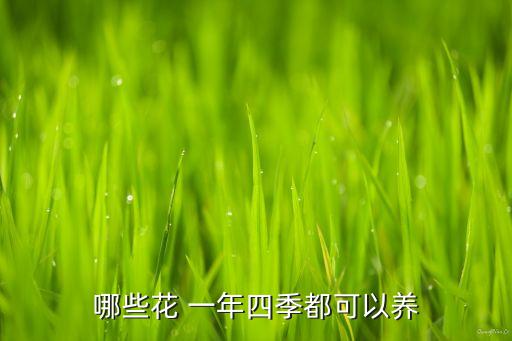 哪些花 一年四季都可以养